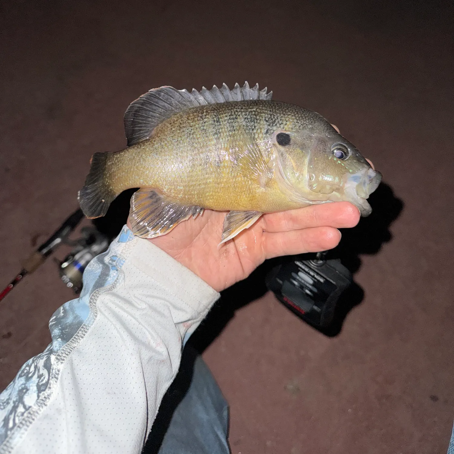 Green sunfish caught on Fishbrain