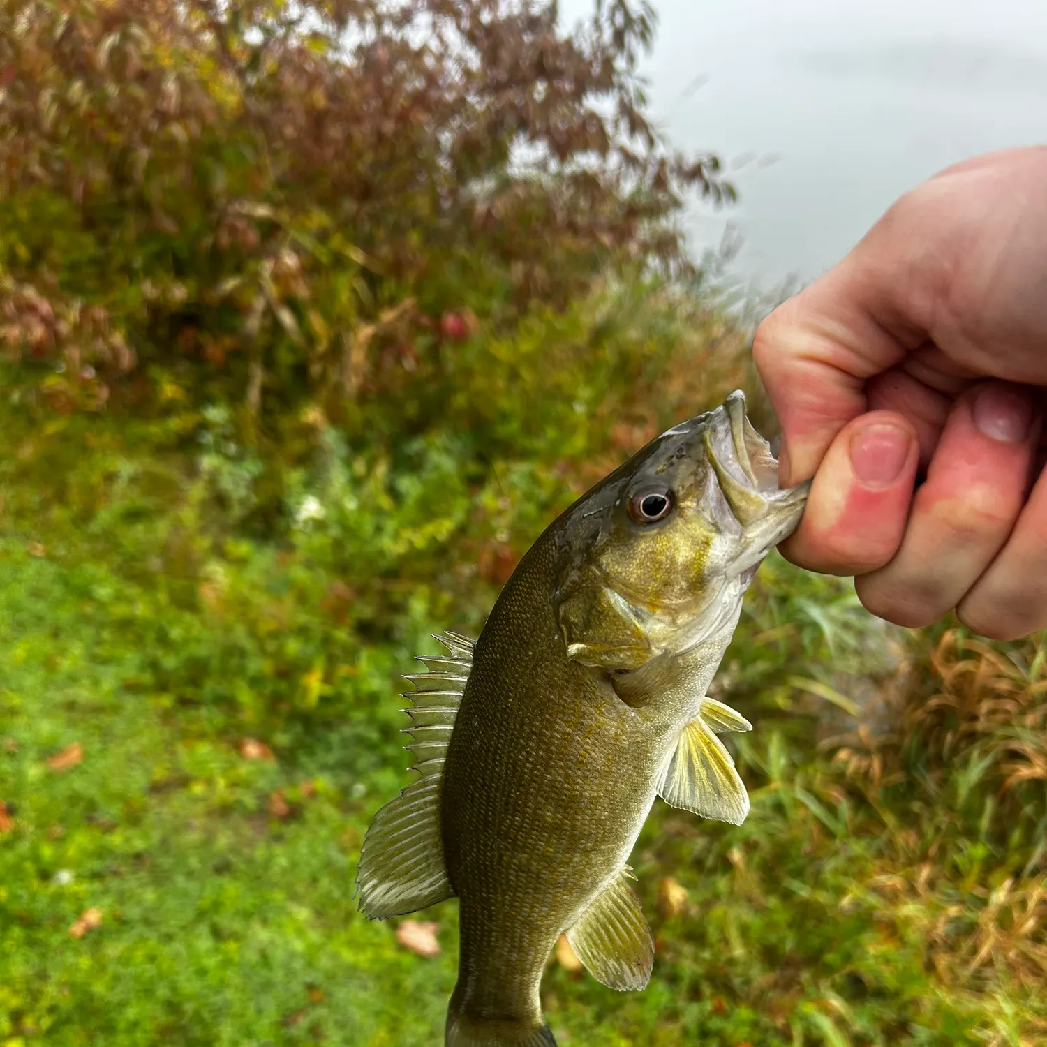 Smallmouth bass caught on Fishbrain