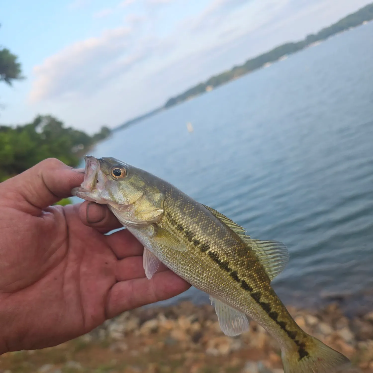 Spotted bass caught on Fishbrain