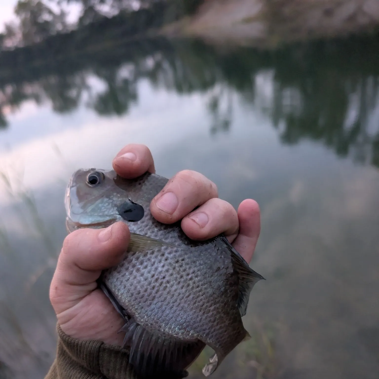Bluegill caught on Fishbrain
