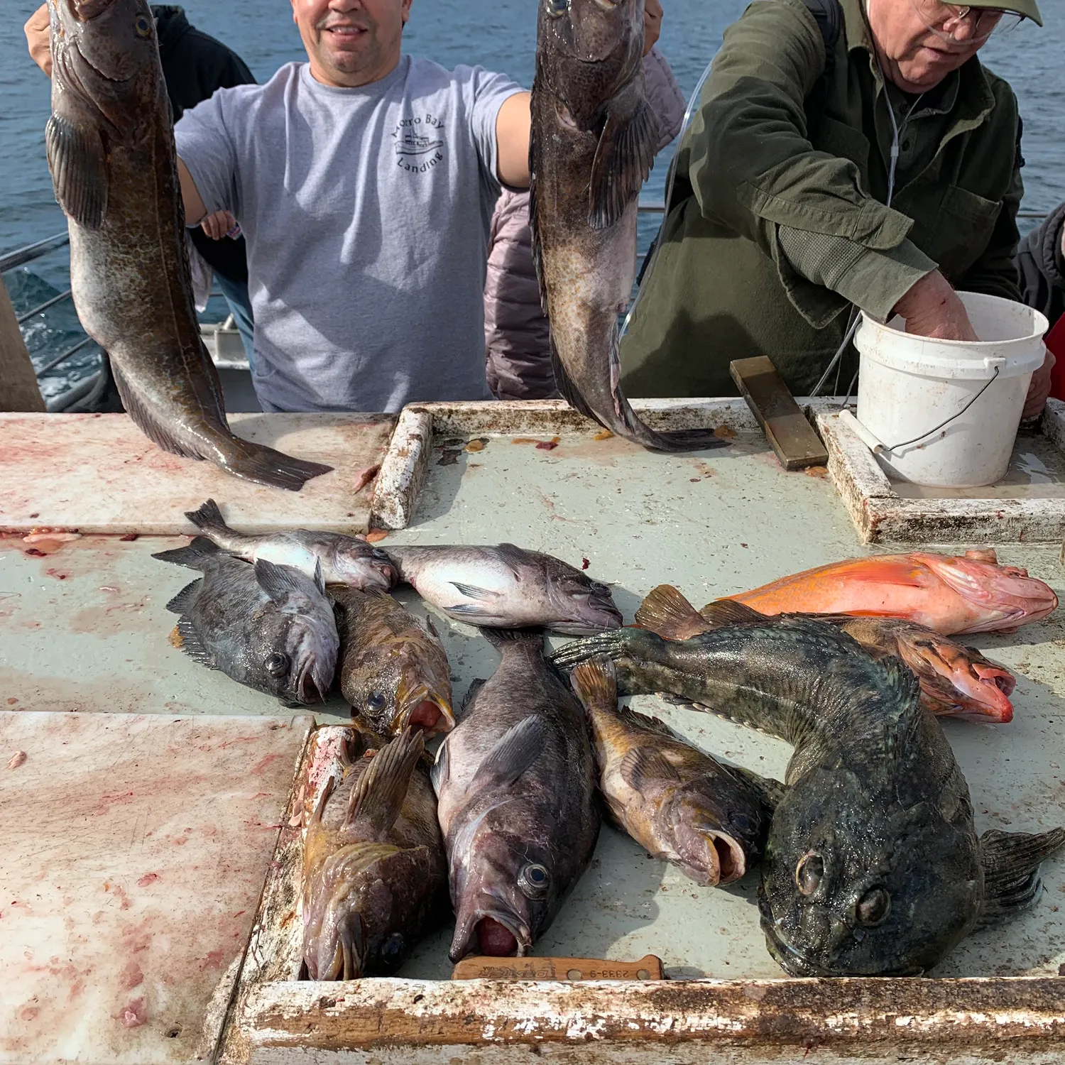 The most recent Lingcod catches on Fishbrain