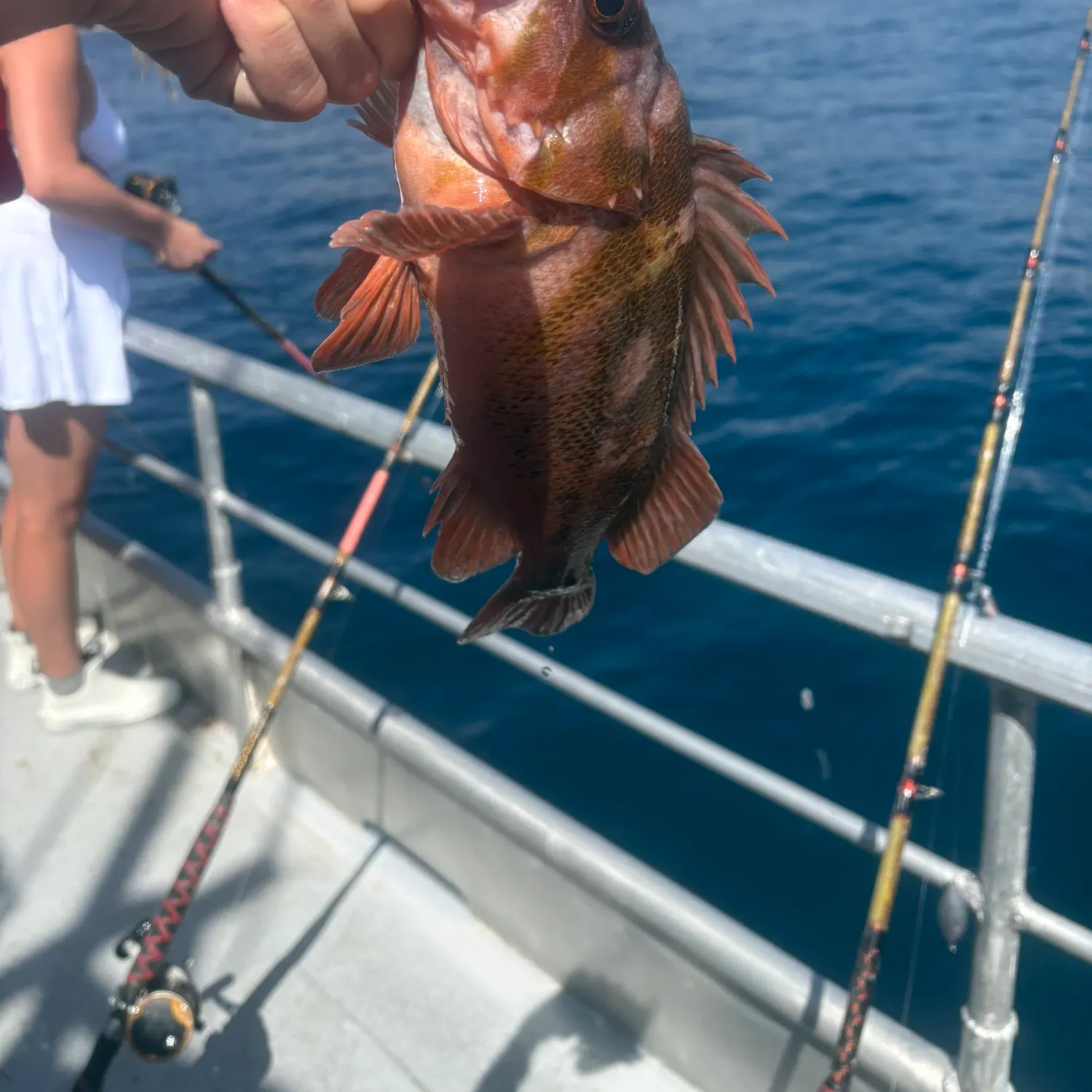 The most recent Copper rockfish catches on Fishbrain