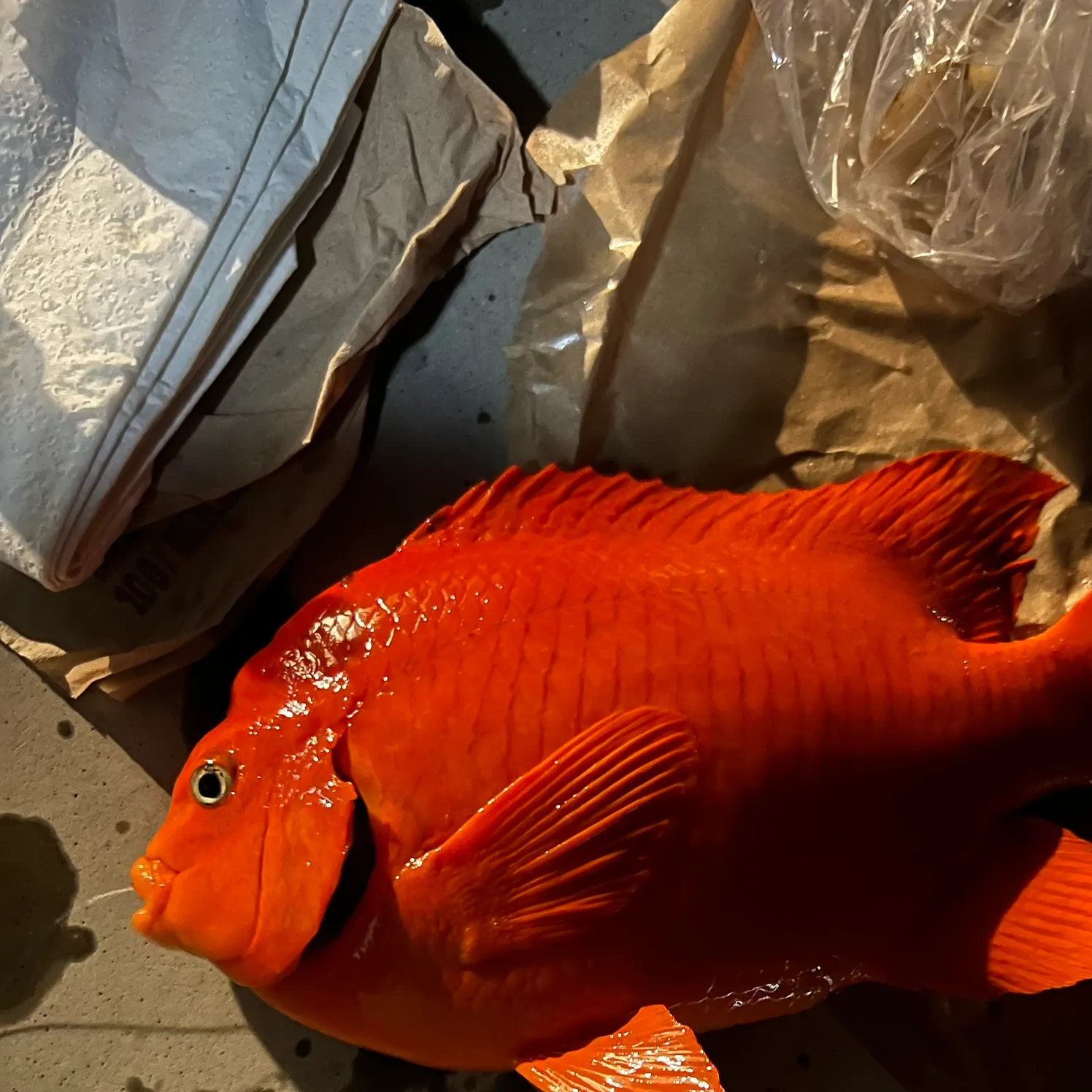 The most popular recent Garibaldi damselfish catch on Fishbrain