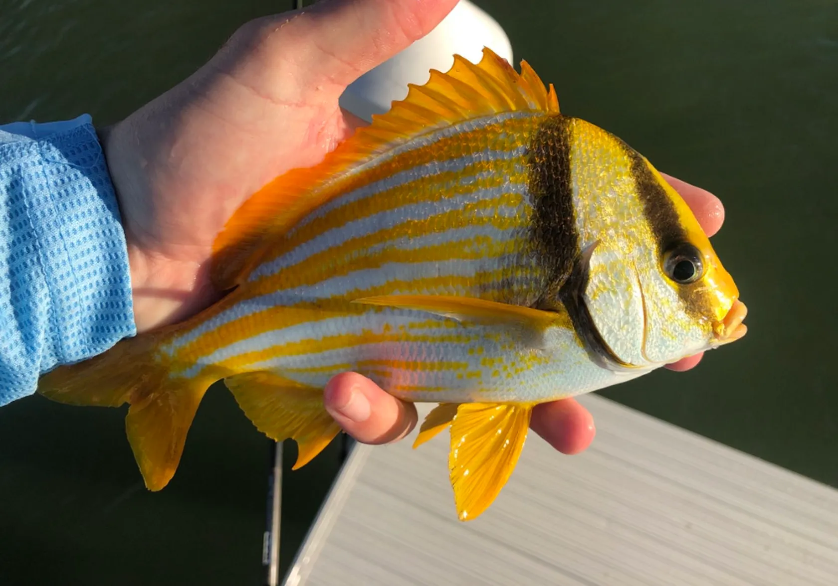 Atlantic porkfish