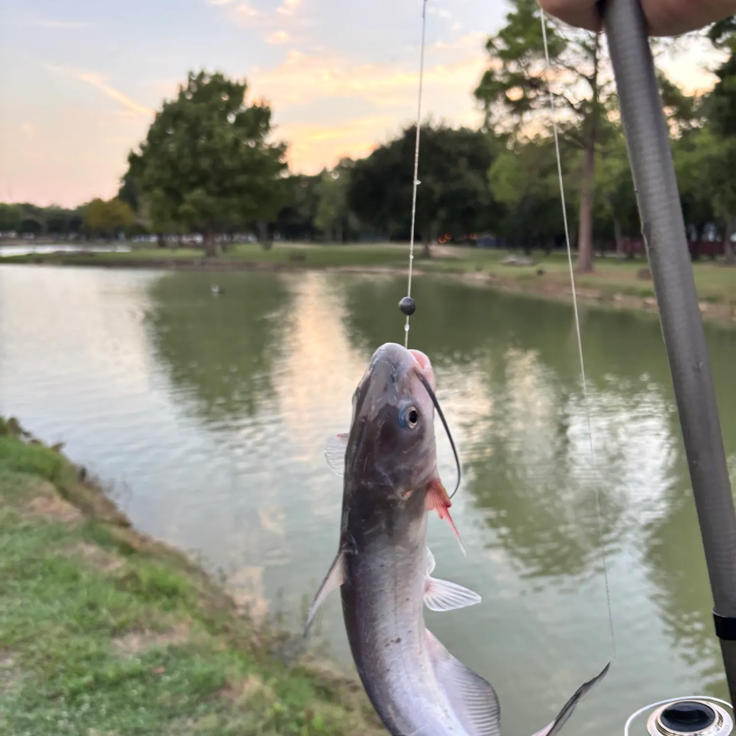 Hardhead sea catfish caught on Fishbrain