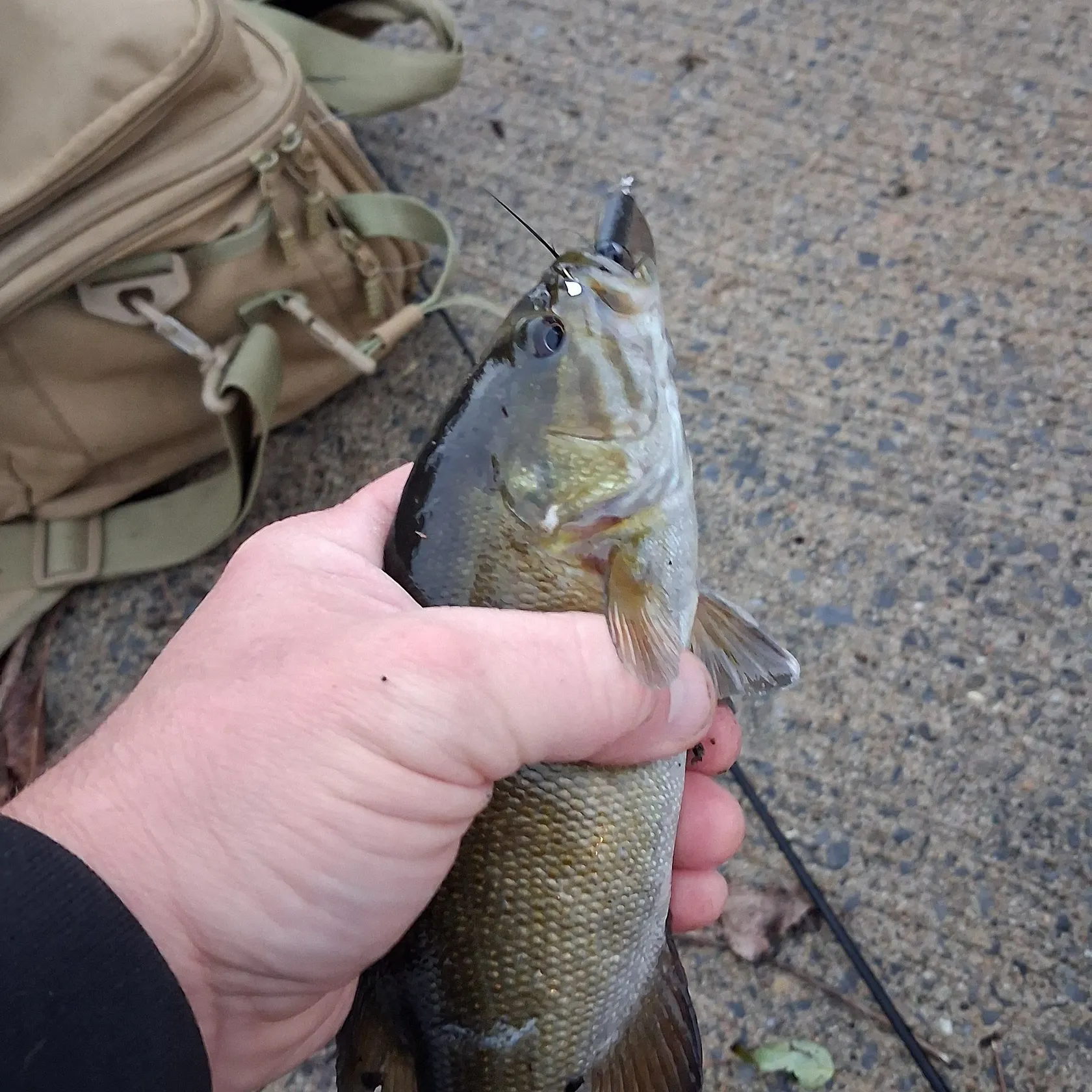 Smallmouth bass caught on Fishbrain