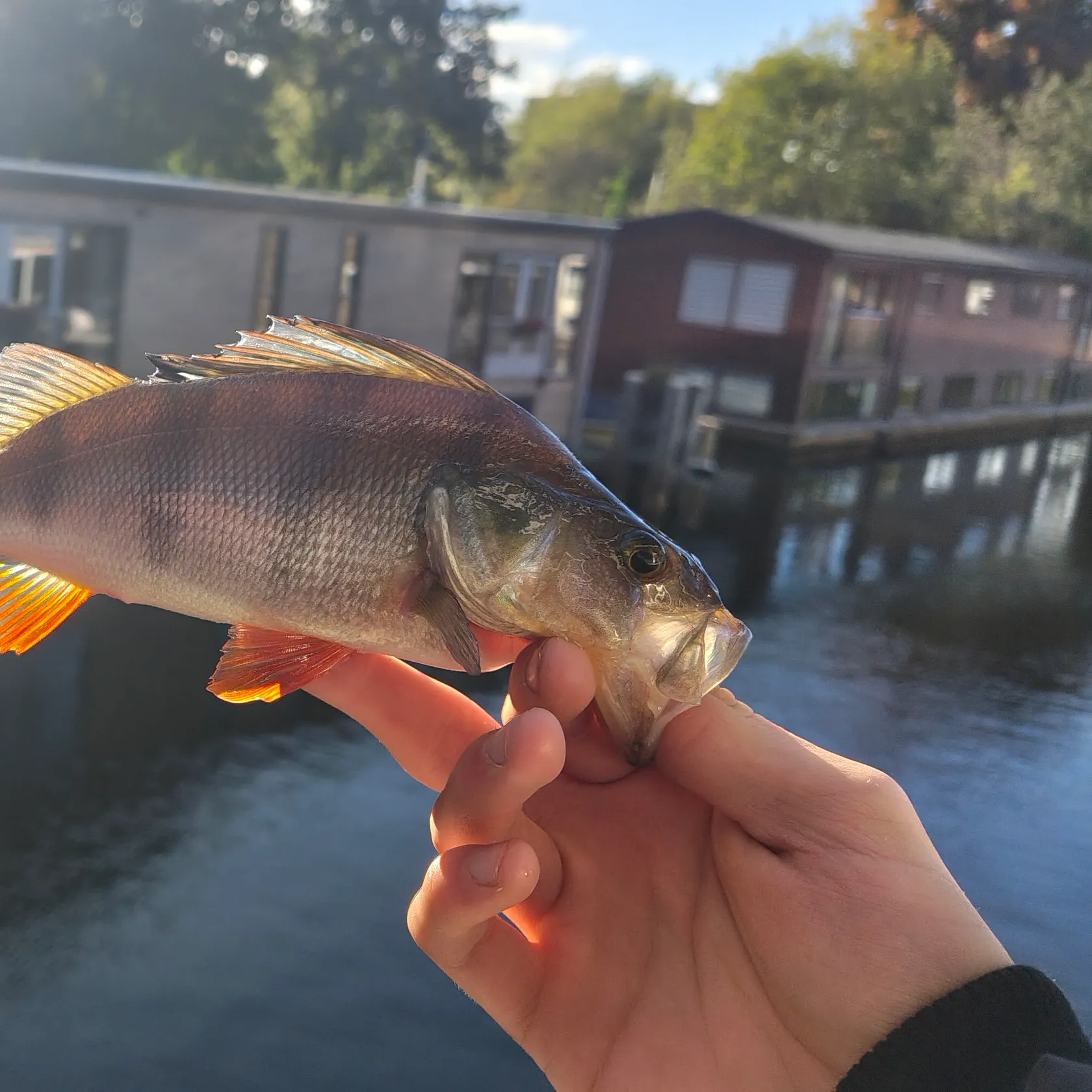 European perch caught on Fishbrain