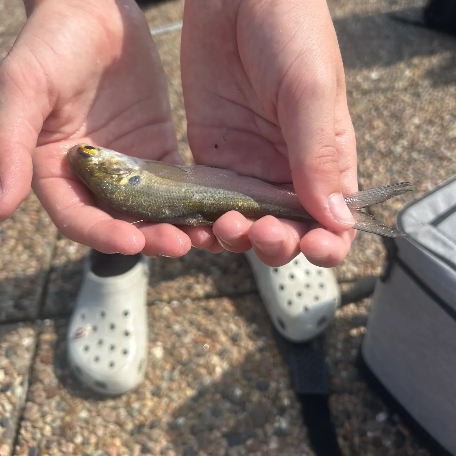 The most recent Threadfin shad catches on Fishbrain
