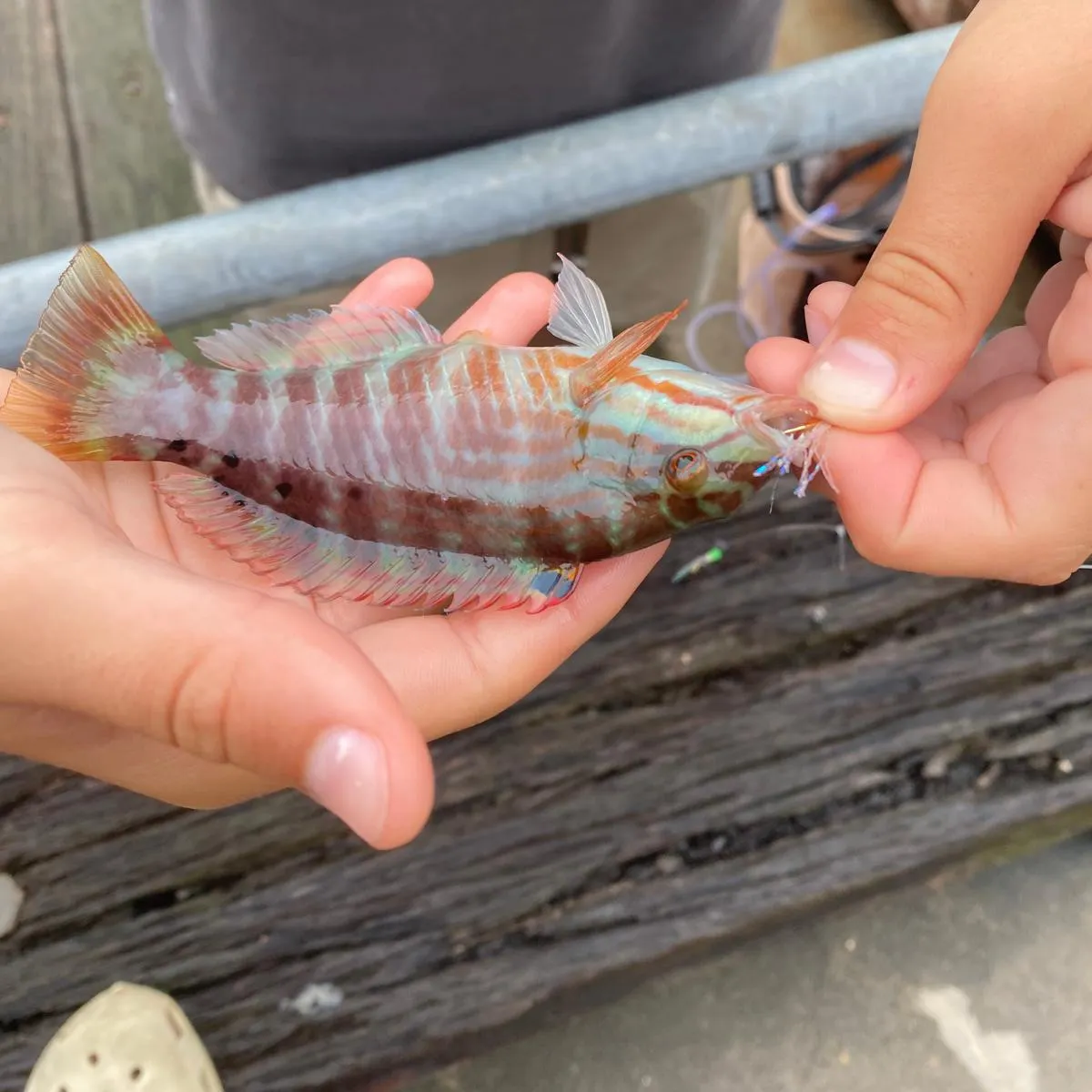 The most recent Gunther's wrasse catches on Fishbrain