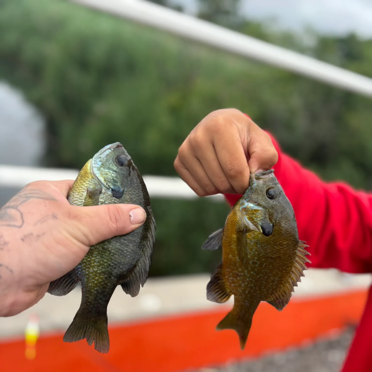 The most recent Greengill hybrid catches on Fishbrain