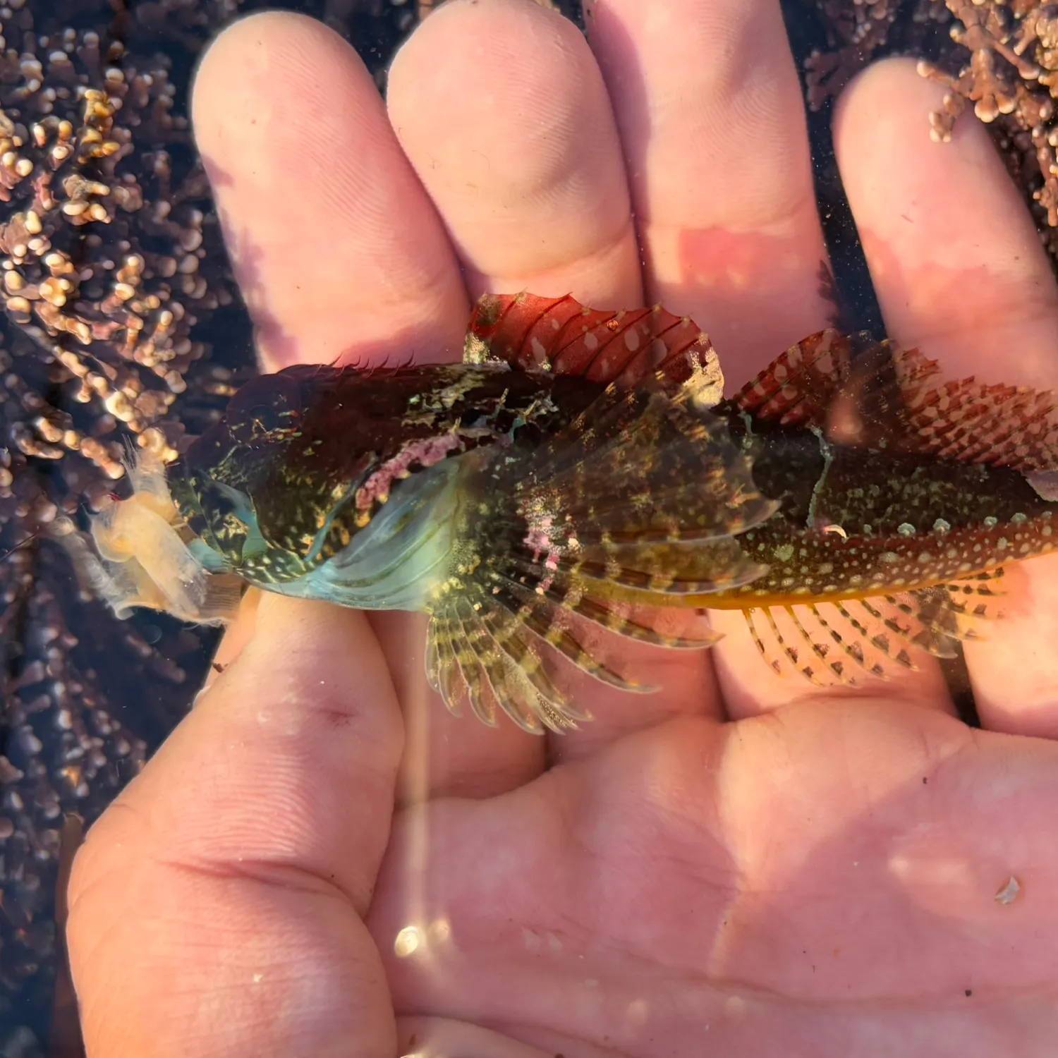 The most recent Smoothhead sculpin catches on Fishbrain