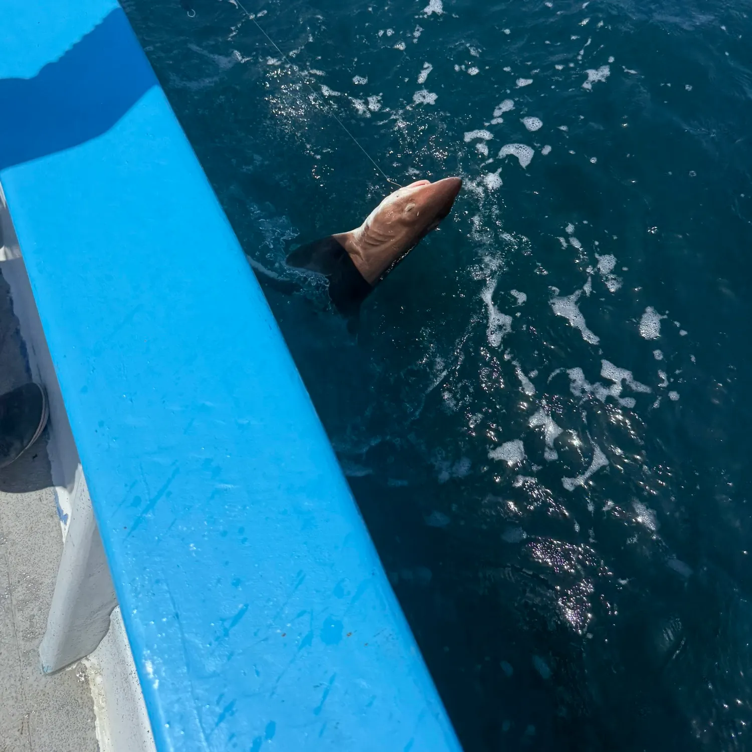 The most recent Pacific nurse shark catches on Fishbrain