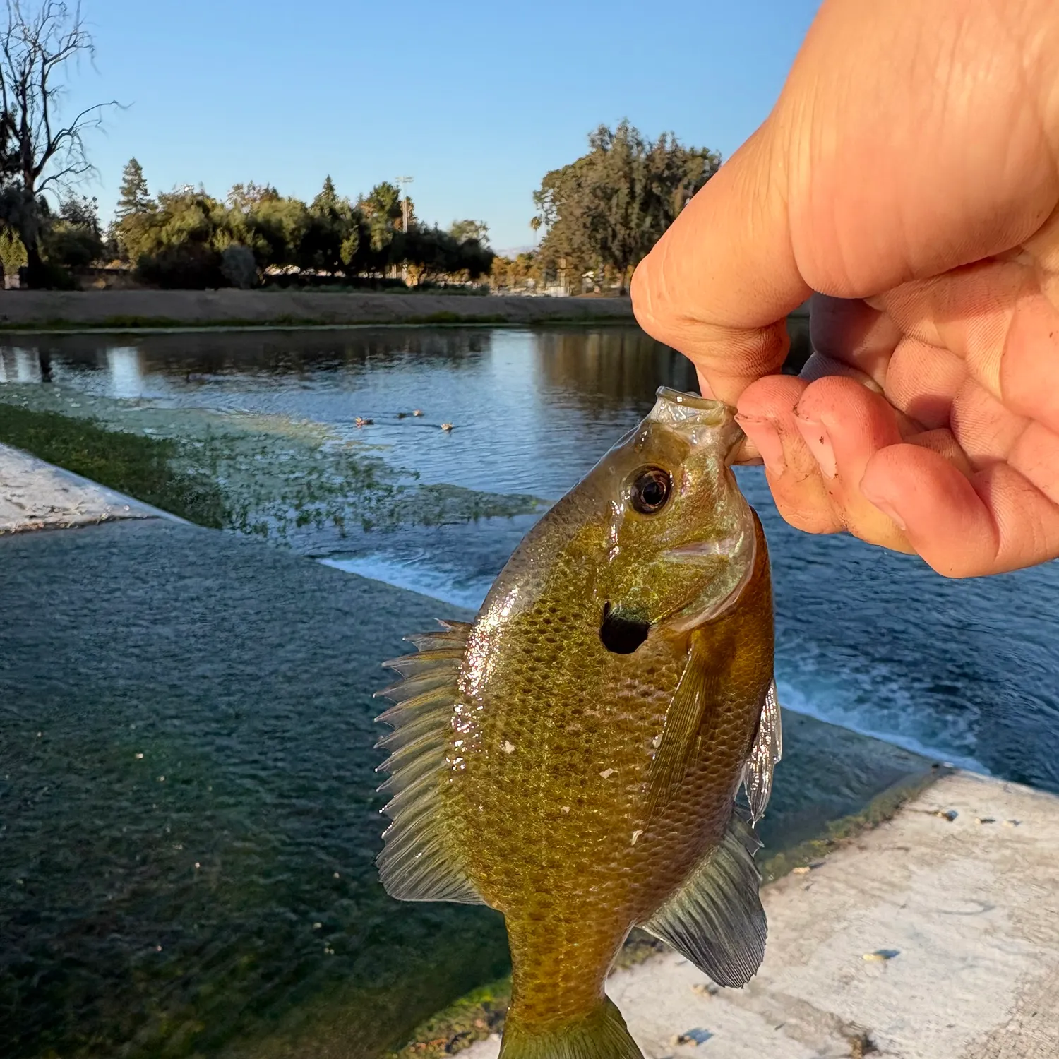 Redbreast sunfish caught on Fishbrain