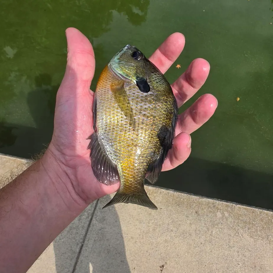 Bluegill caught on Fishbrain