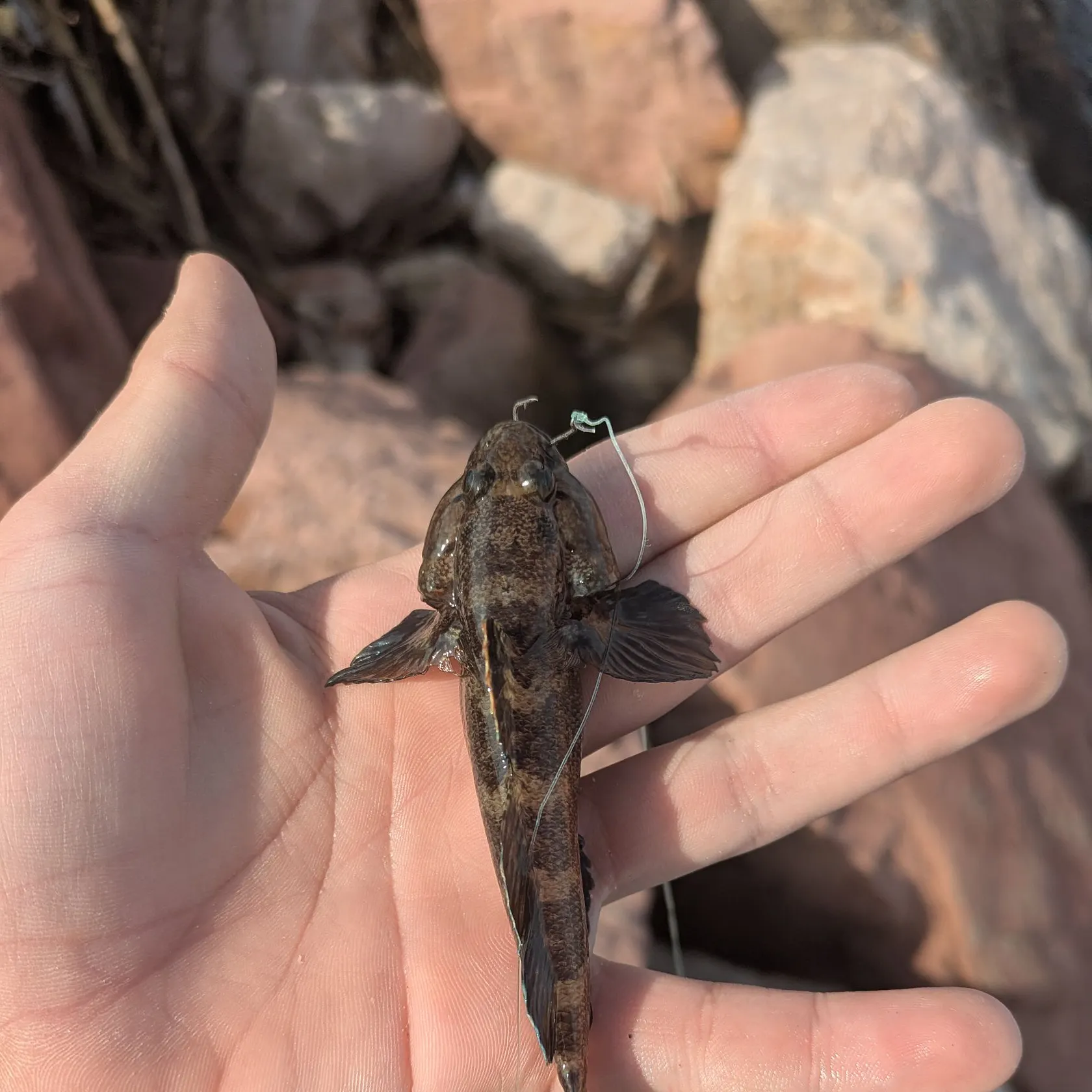 The most recent Black goby catches on Fishbrain