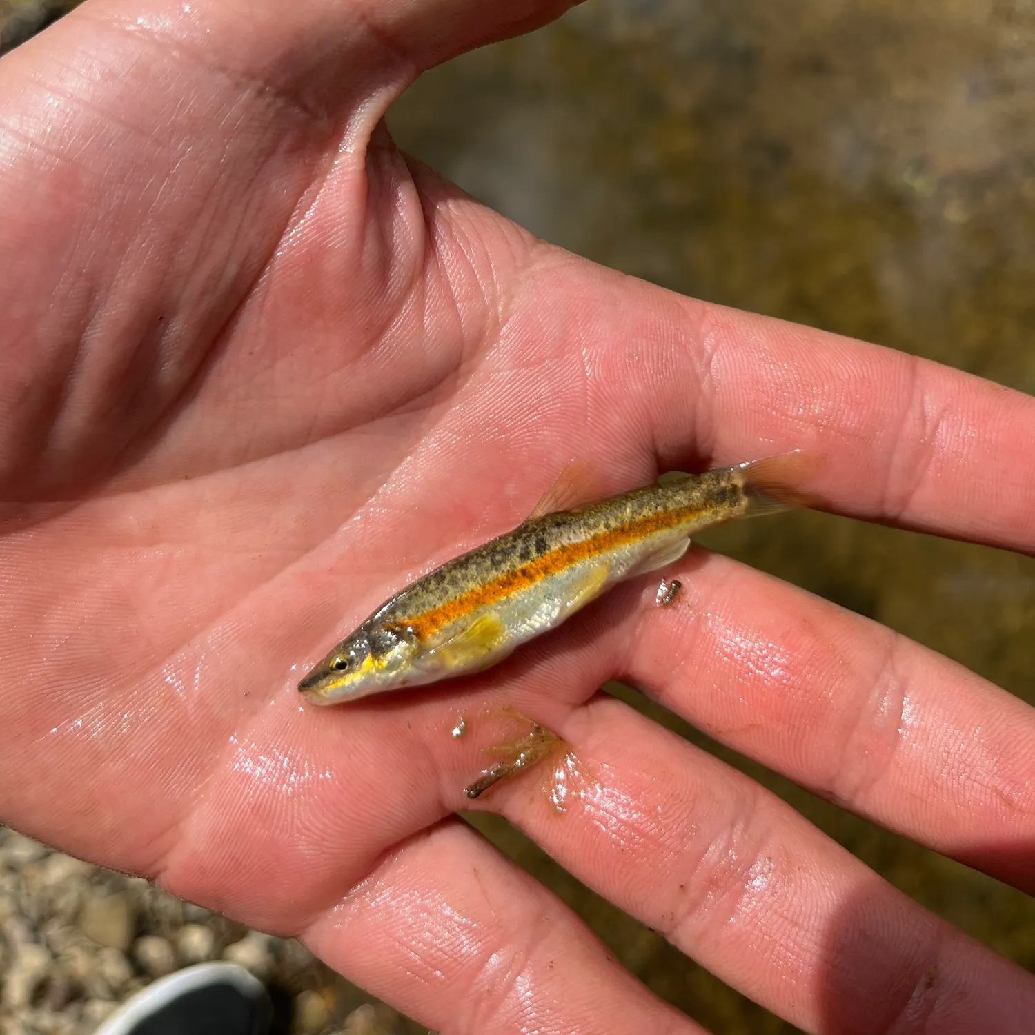 The most recent Eastern blacknose dace catches on Fishbrain