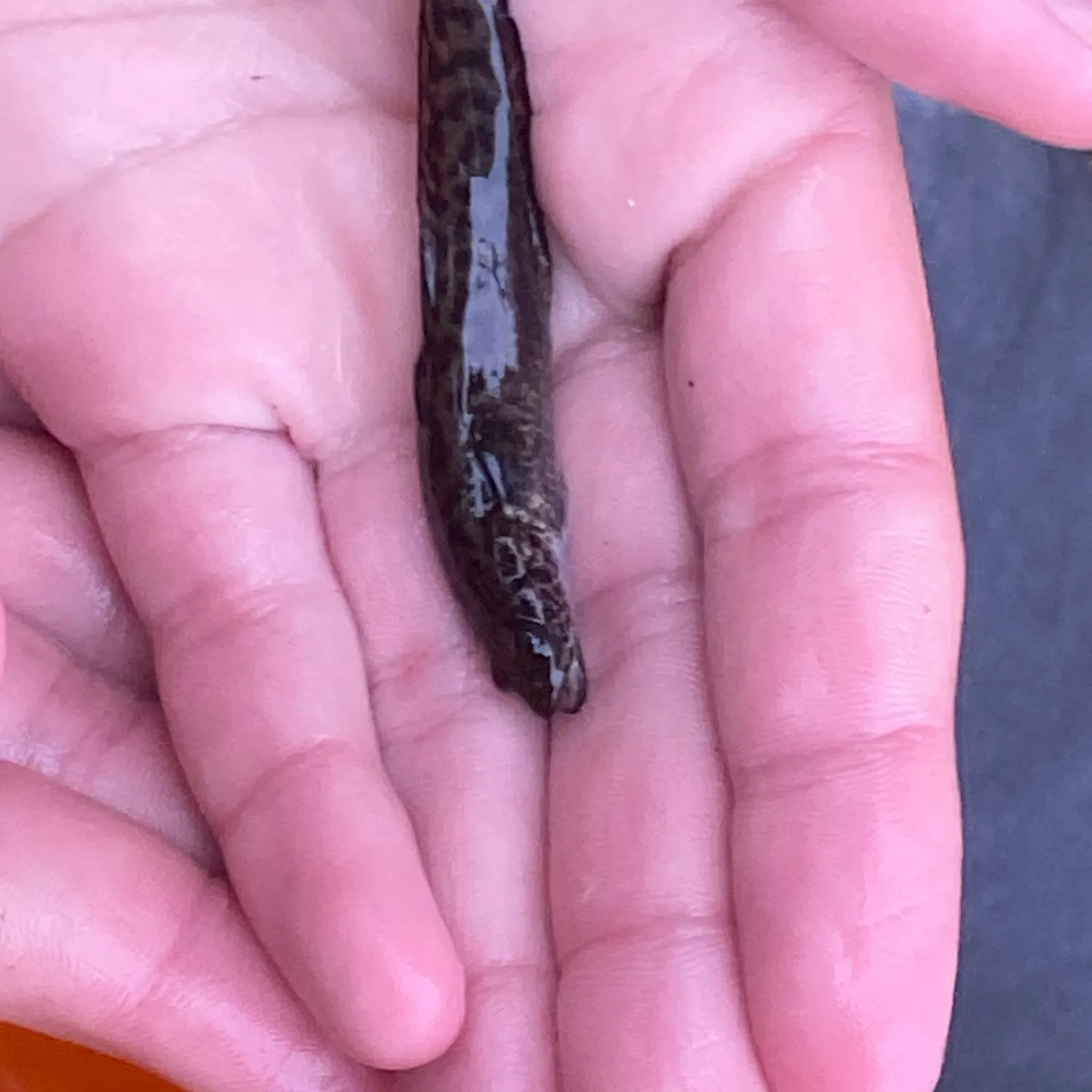 Burbot caught on Fishbrain