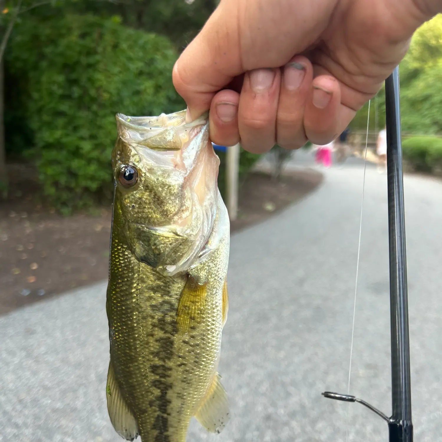 catch