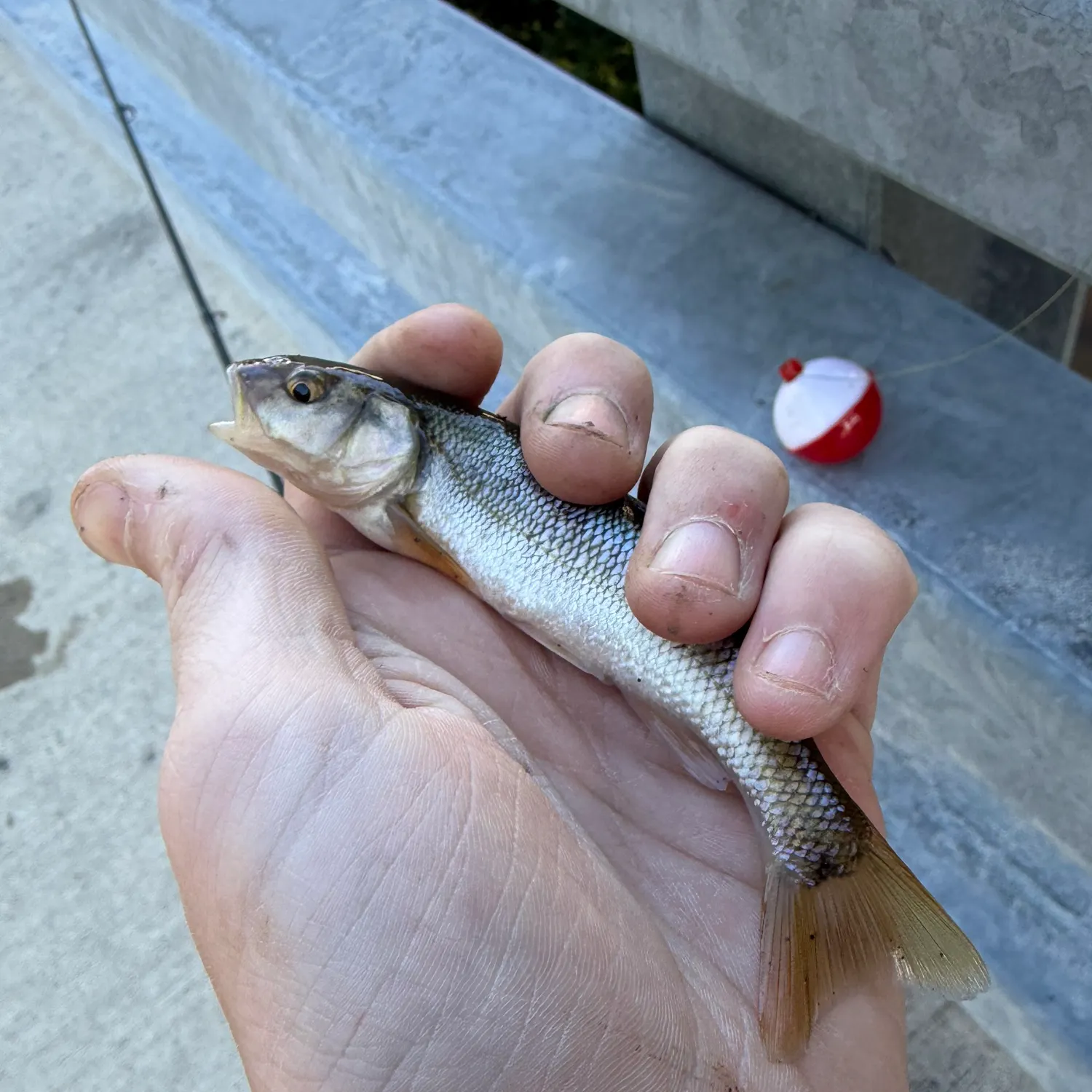 Creek chub caught on Fishbrain
