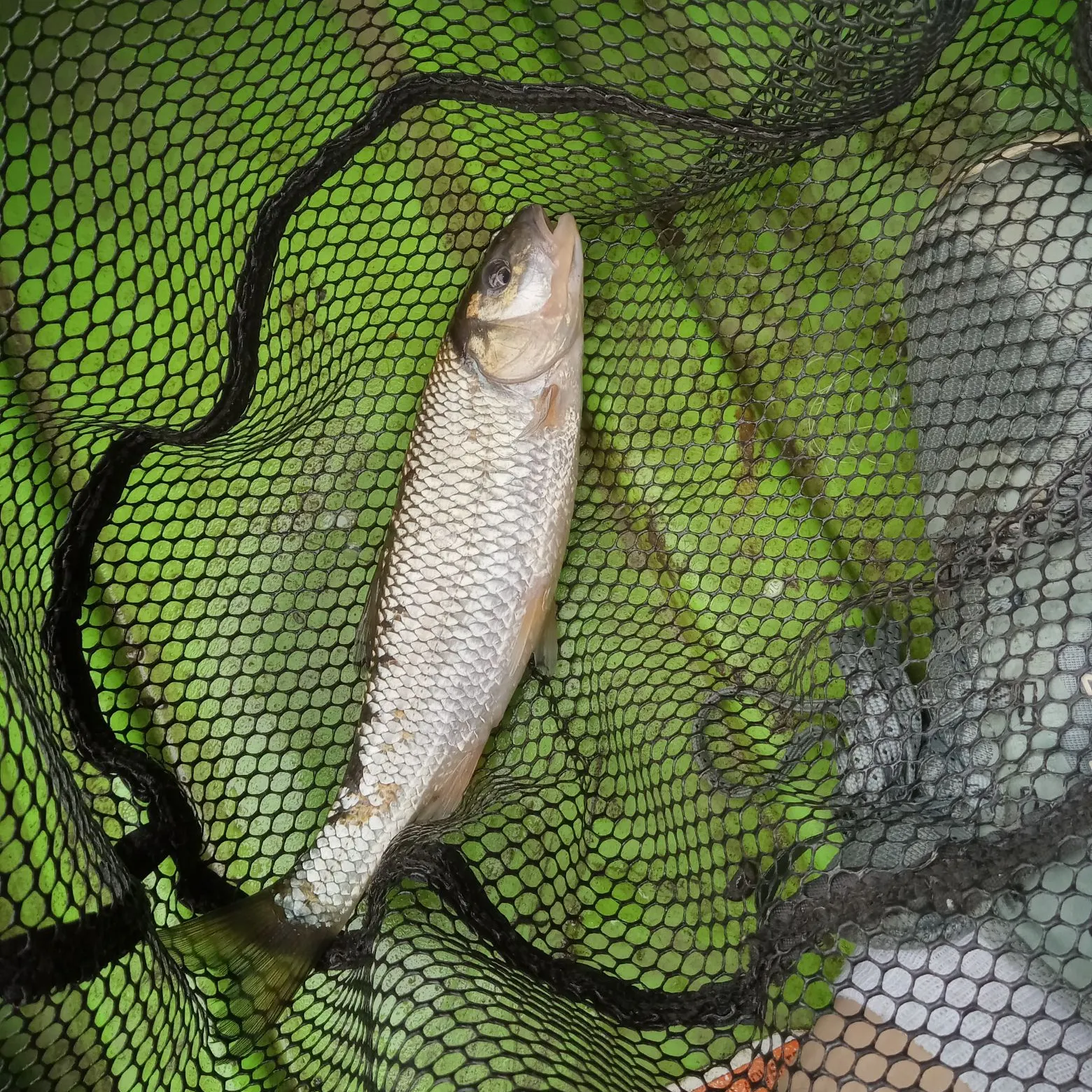 Fallfish caught on Fishbrain