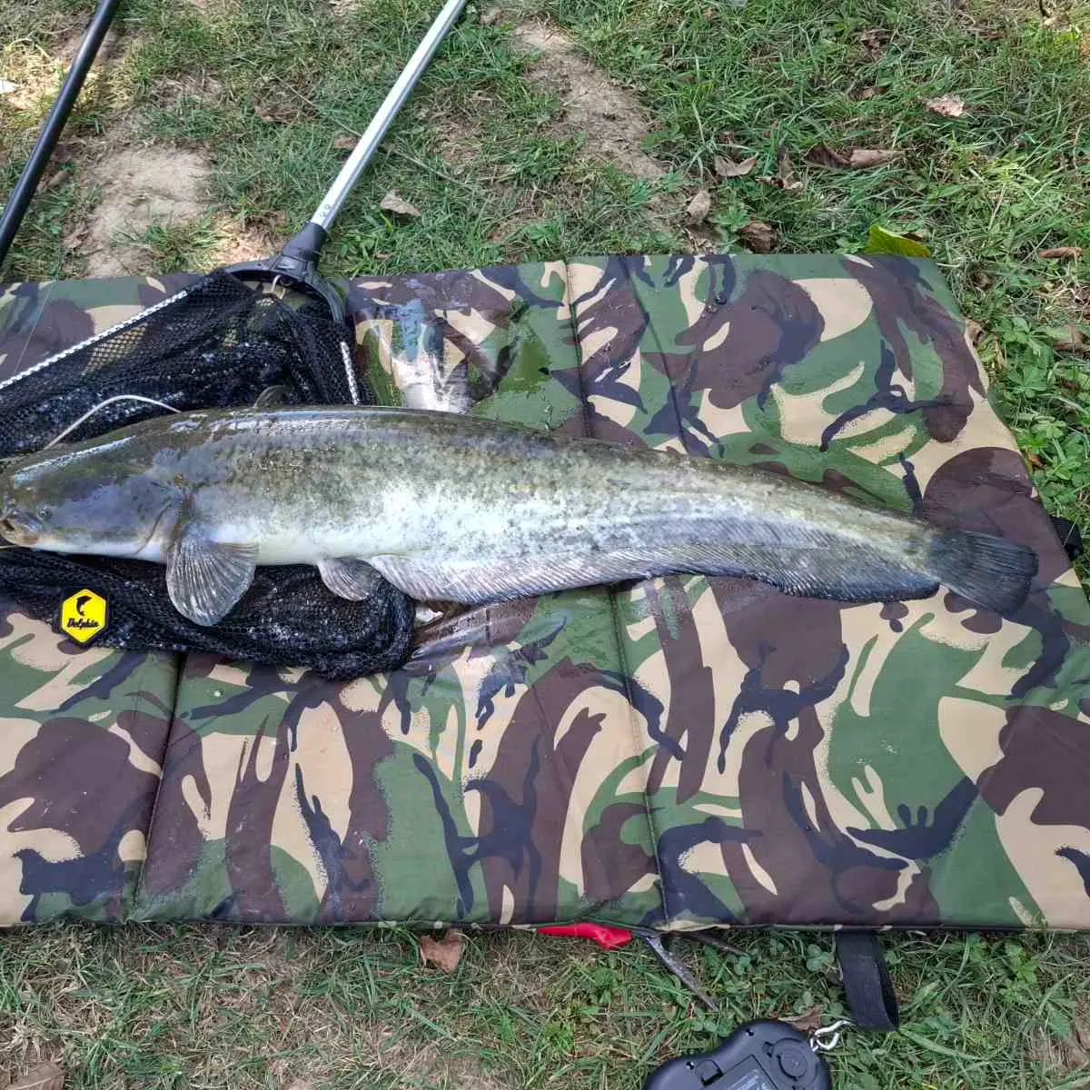 Wels catfish caught on Fishbrain