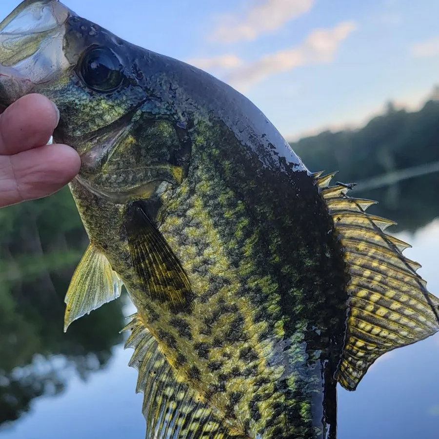 Black crappie caught on Fishbrain