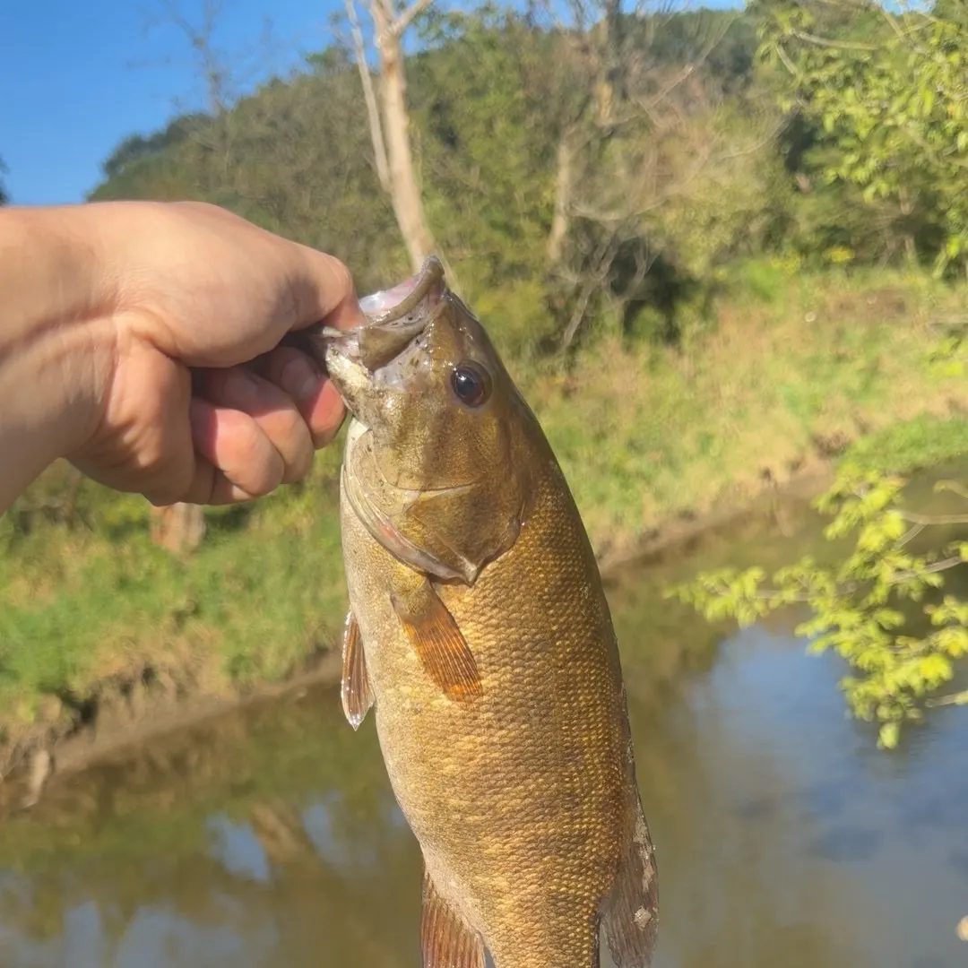 Smallmouth bass caught on Fishbrain