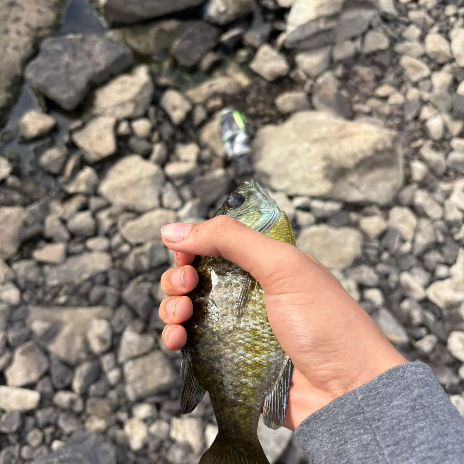 Bluegill caught on Fishbrain