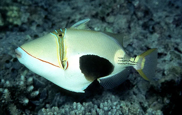 Blackbelly triggerfish