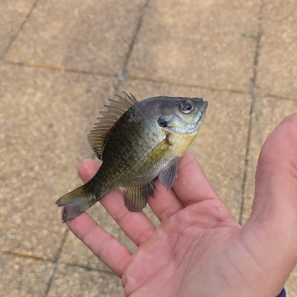 Bluegill caught on Fishbrain