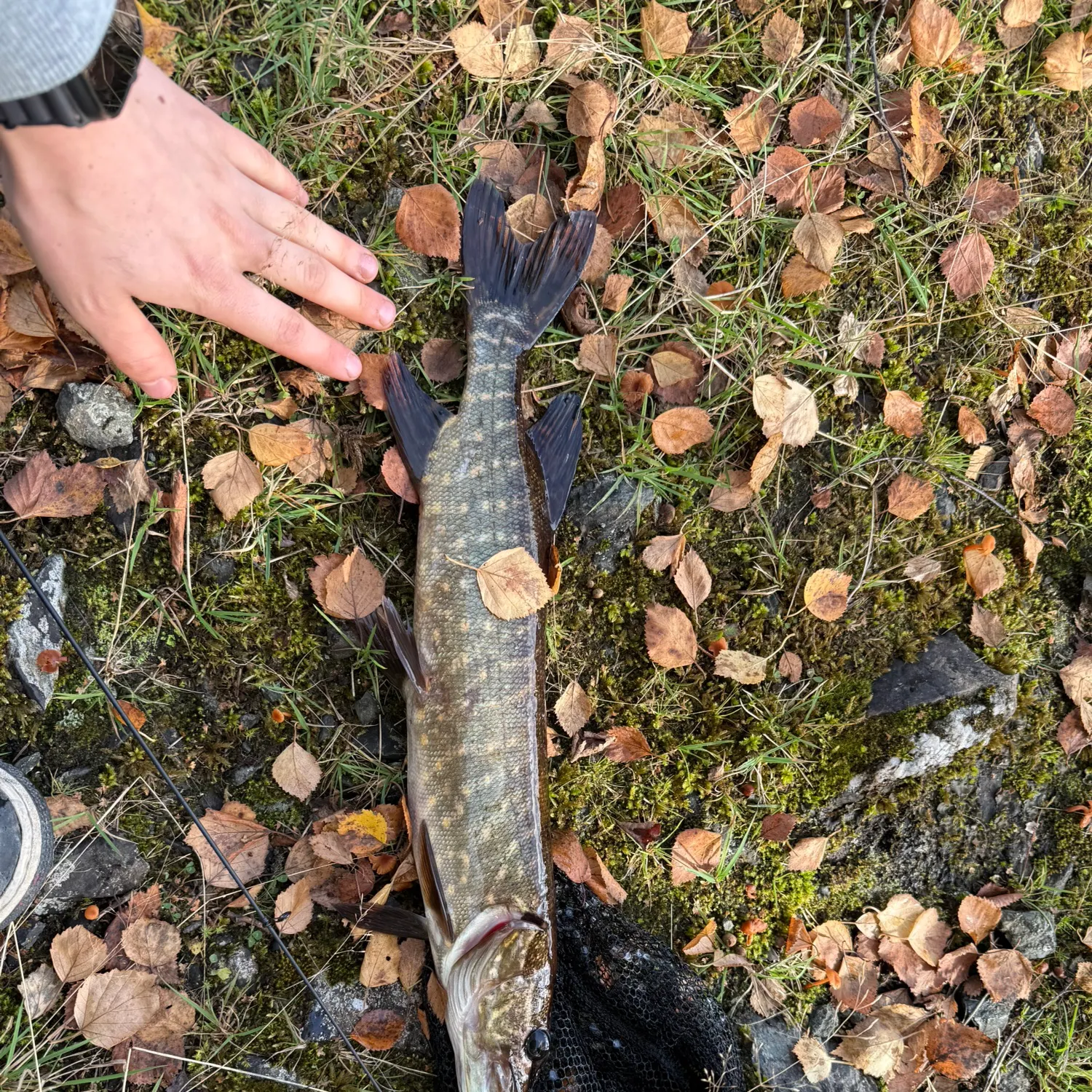 Northern pike caught on Fishbrain