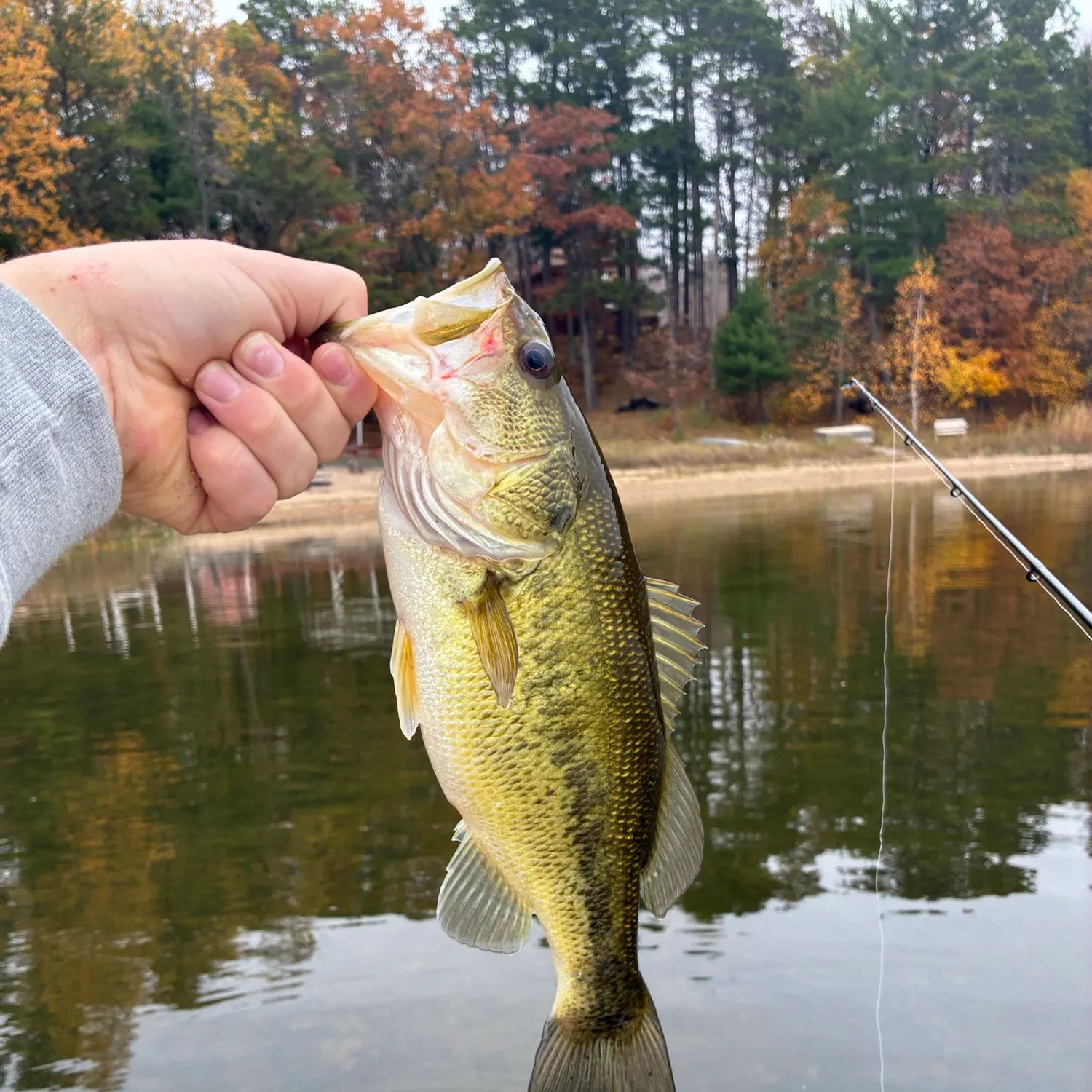 Largemouth bass caught on Fishbrain