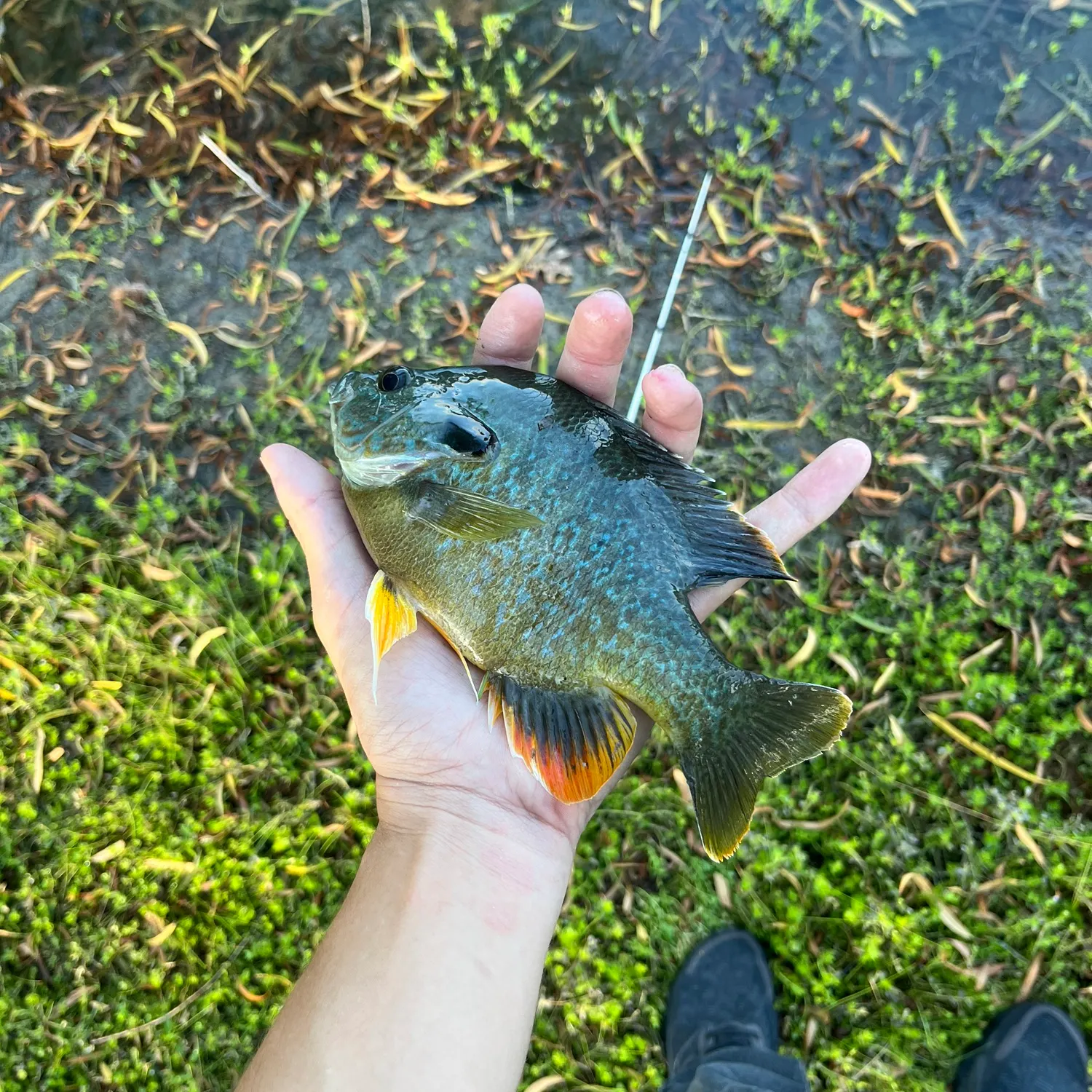 The most recent Greengill hybrid catches on Fishbrain