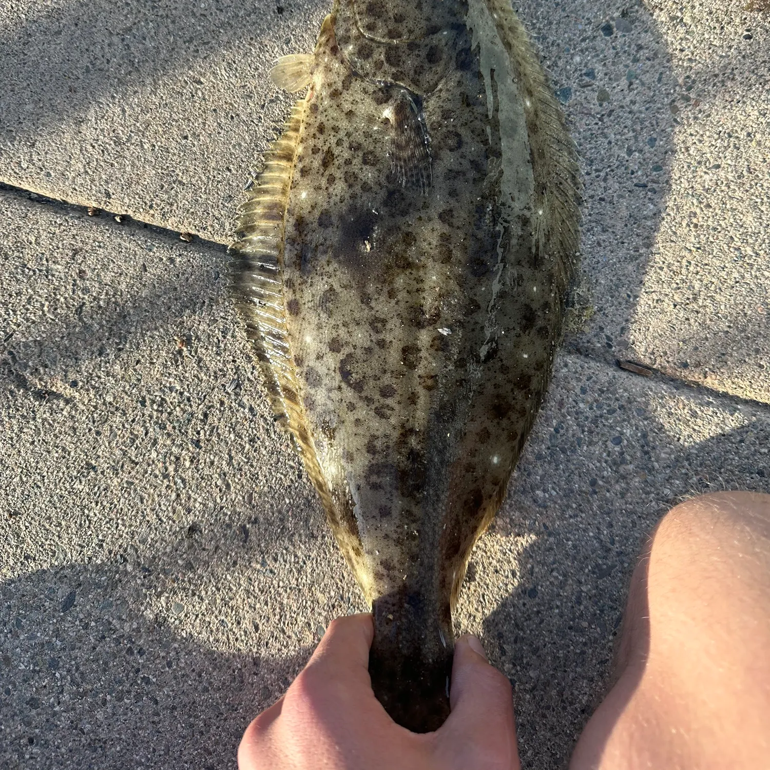 The most recent California halibut catches on Fishbrain