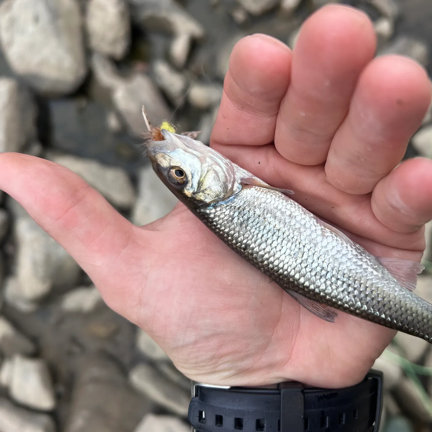 Fallfish caught on Fishbrain