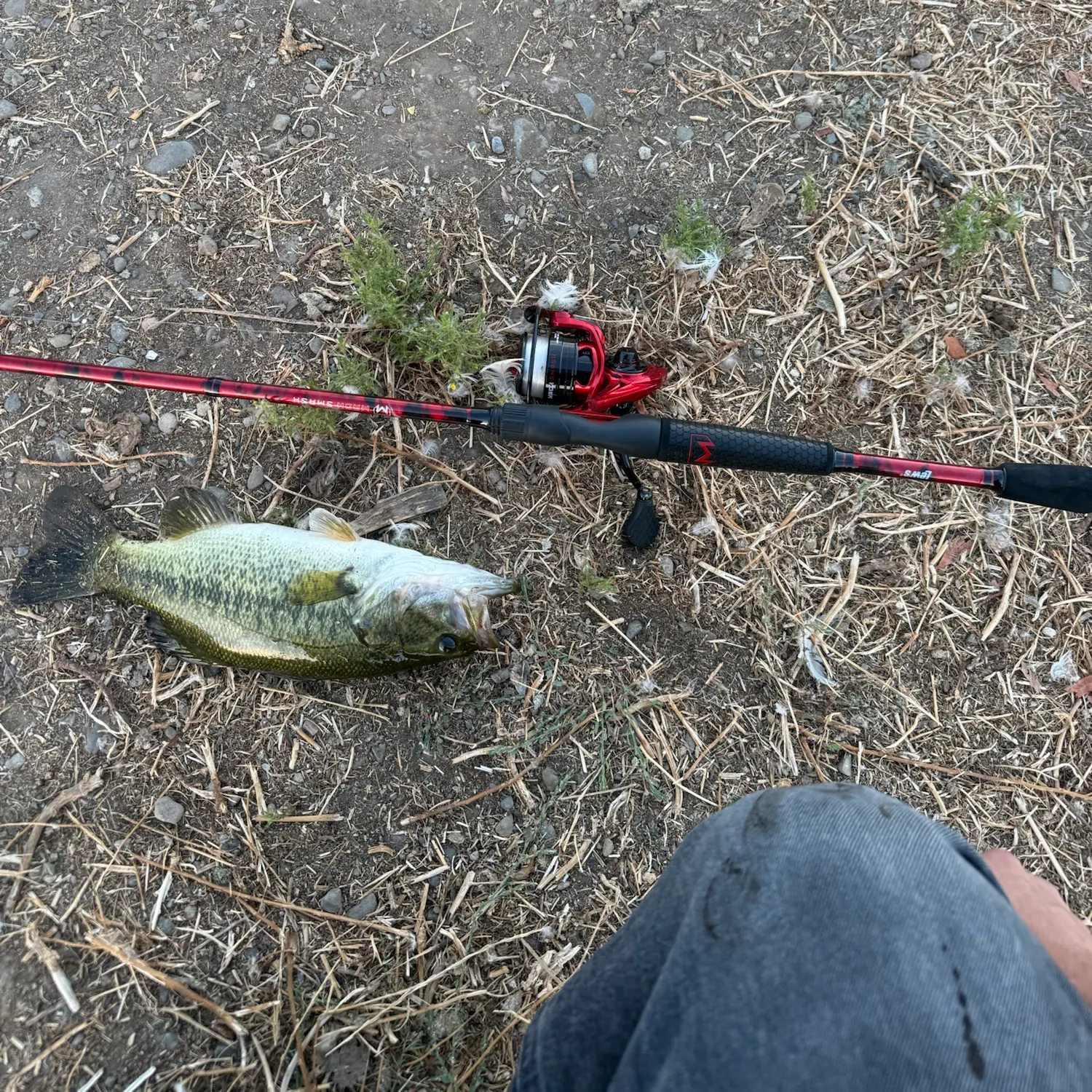 Largemouth bass caught on Fishbrain