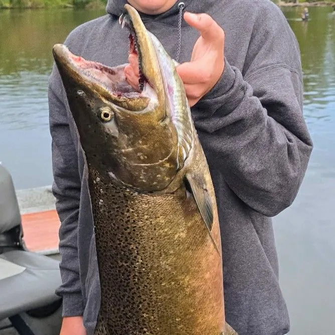 Chinook salmon caught on Fishbrain