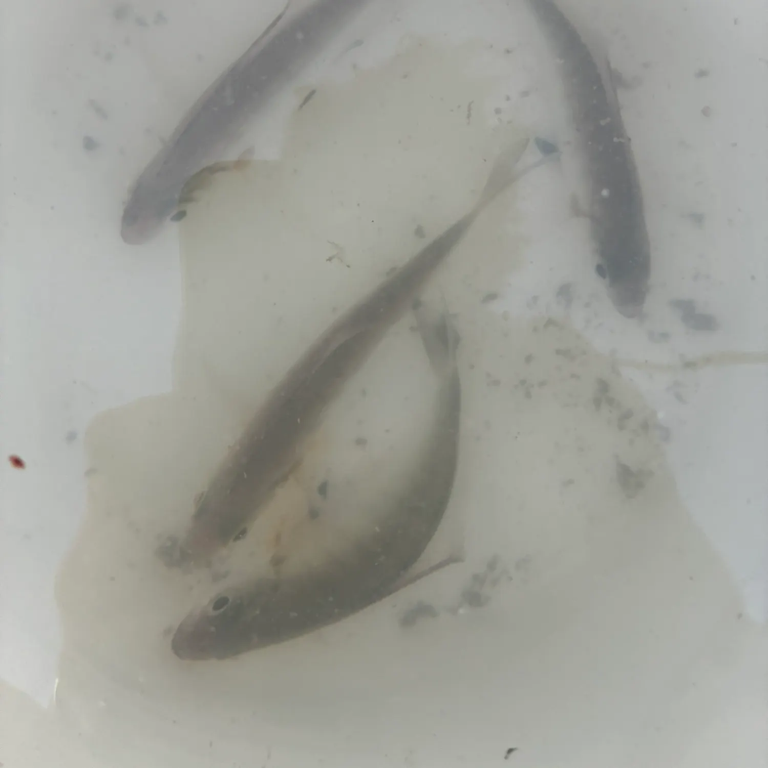 The most recent Silver surfperch catches on Fishbrain