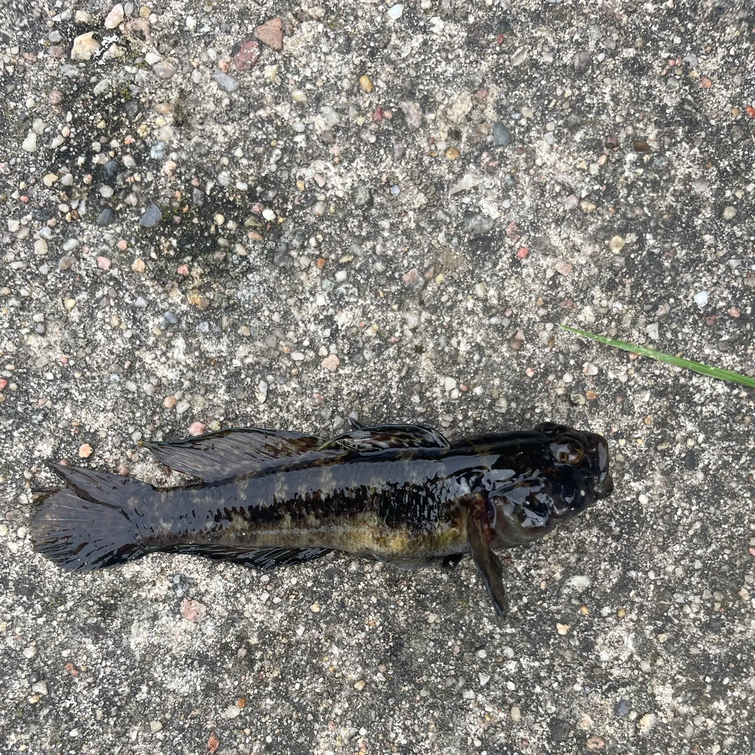 Longspined bullhead caught on Fishbrain