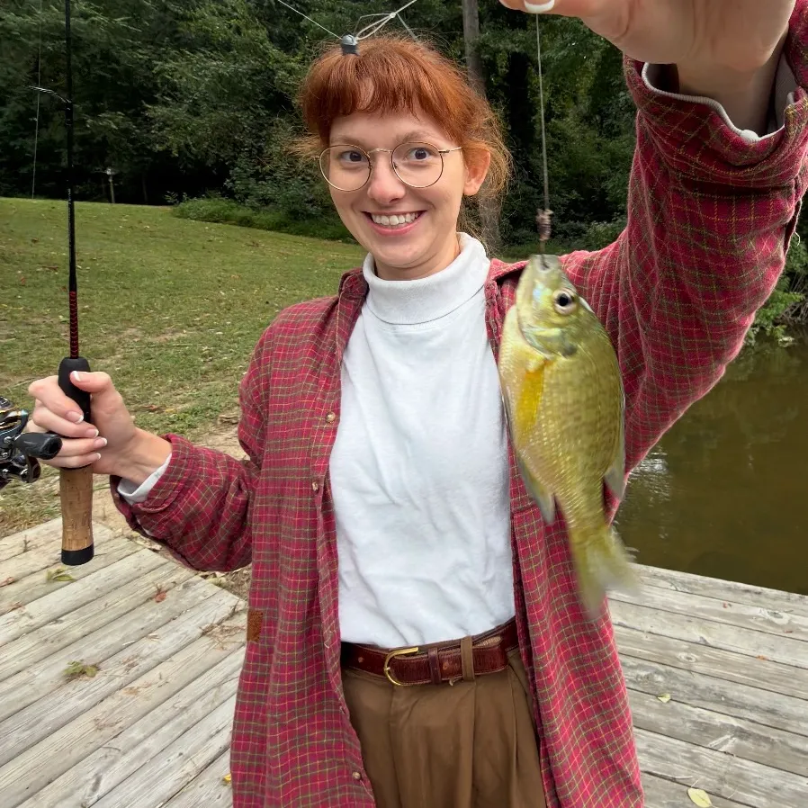 Bluegill caught on Fishbrain