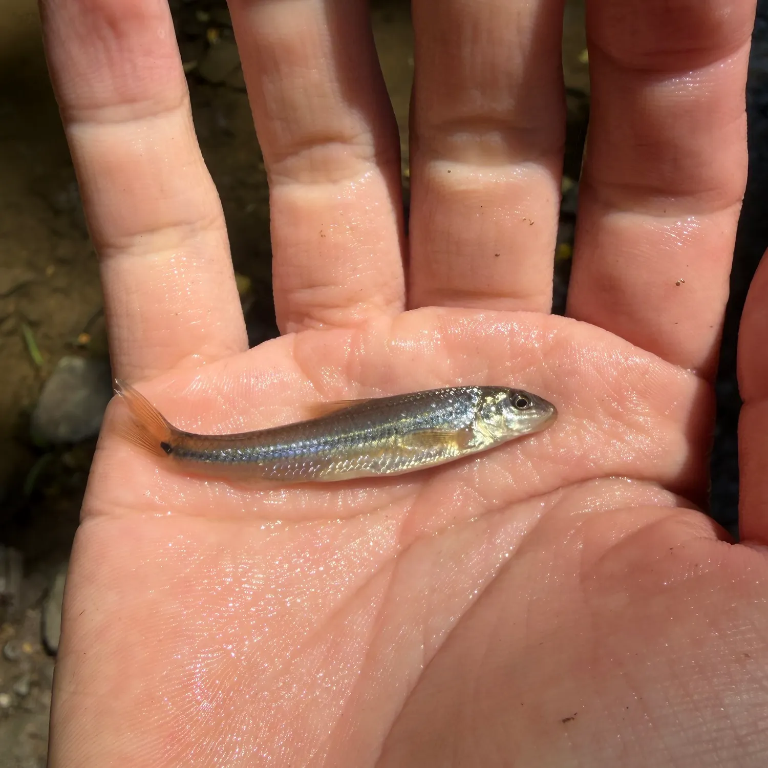 The most recent Suckermouth minnow catches on Fishbrain
