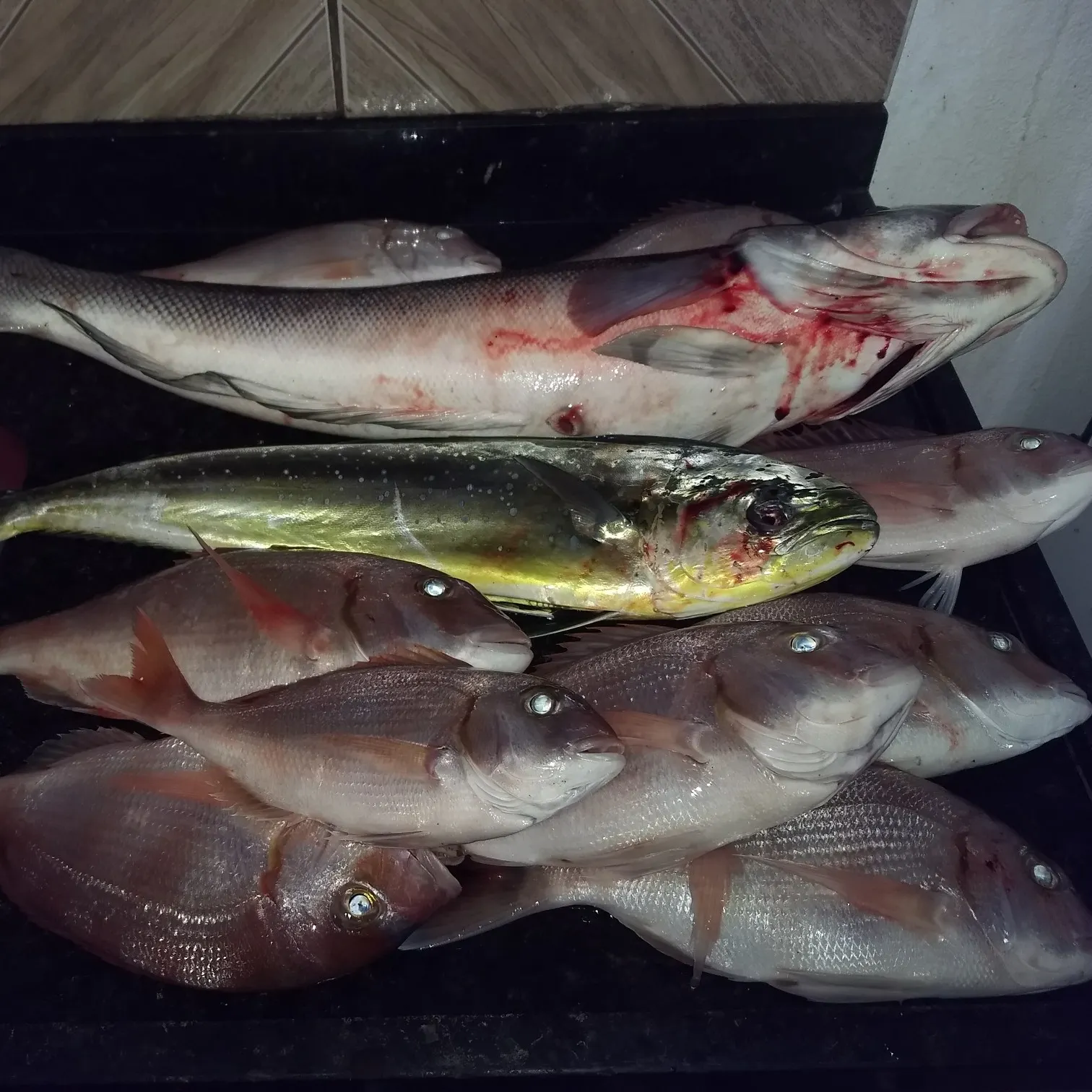 recently logged catches