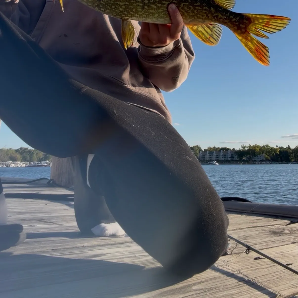 Northern pike caught on Fishbrain