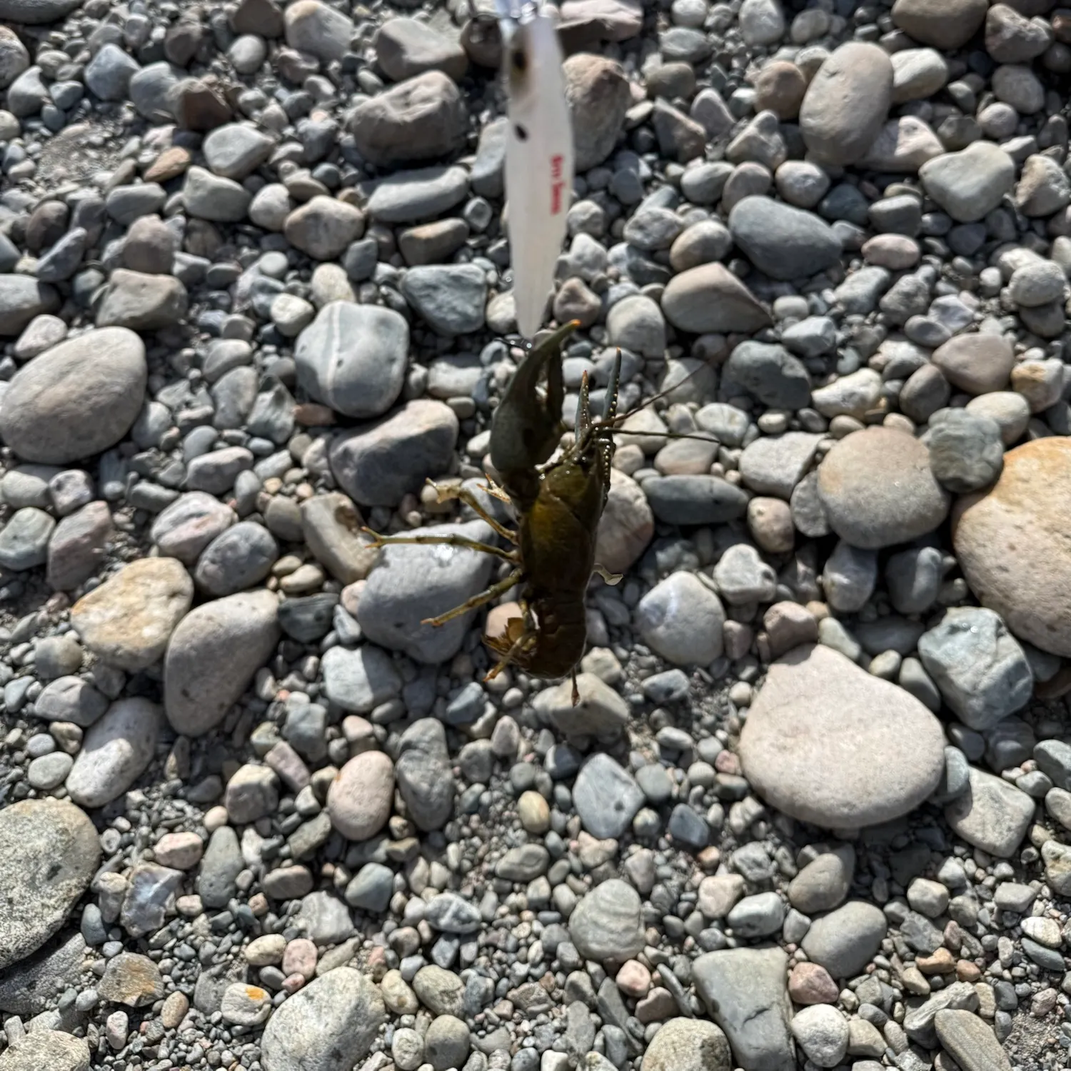 Northern clearwater crayfish caught on Fishbrain