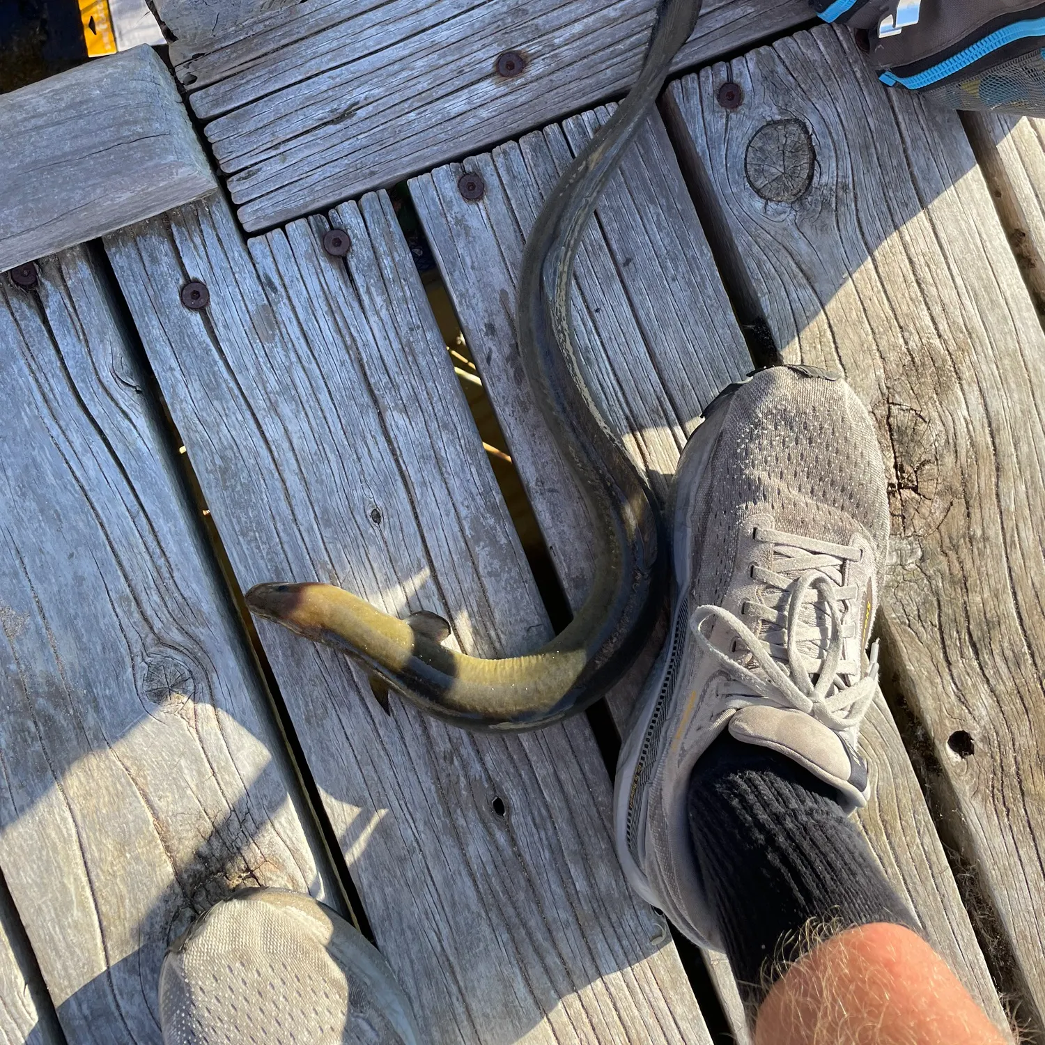 The most recent Shortfin eel catches on Fishbrain