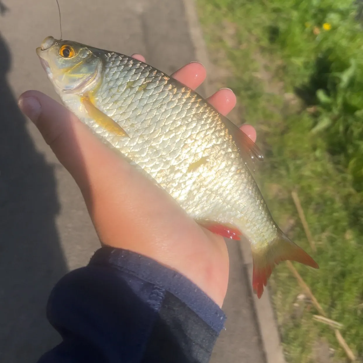 most liked catch image
