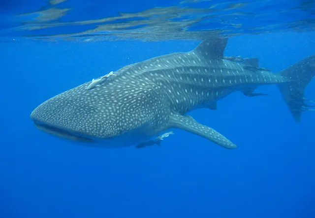 Whale shark