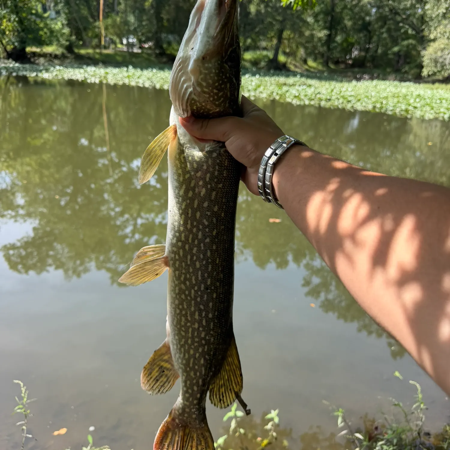 Northern pike caught on Fishbrain