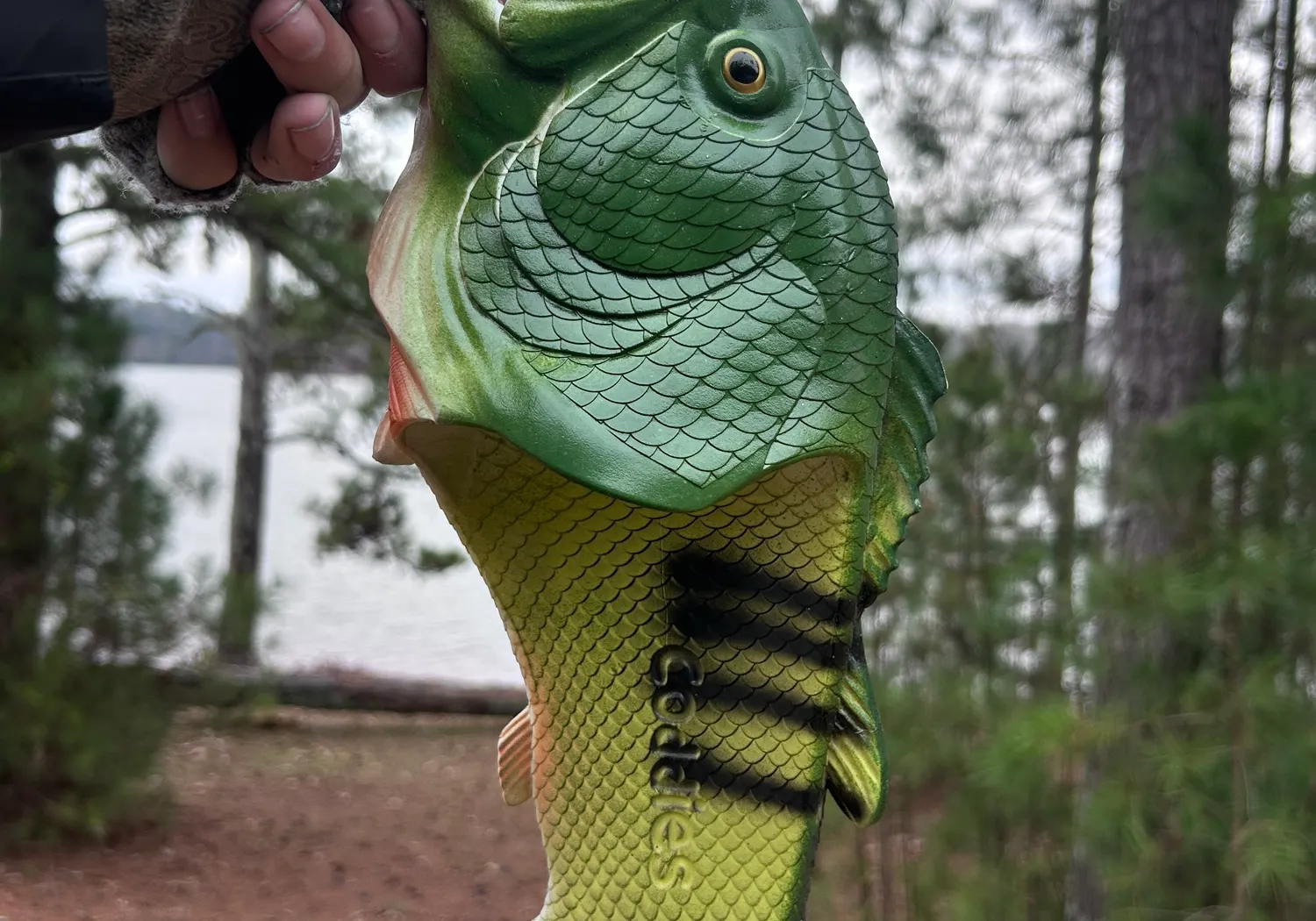 Redeye bass