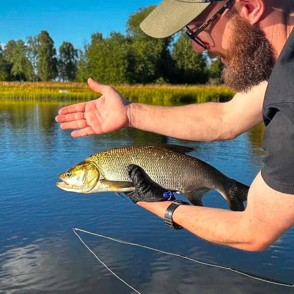 Asp caught on Fishbrain